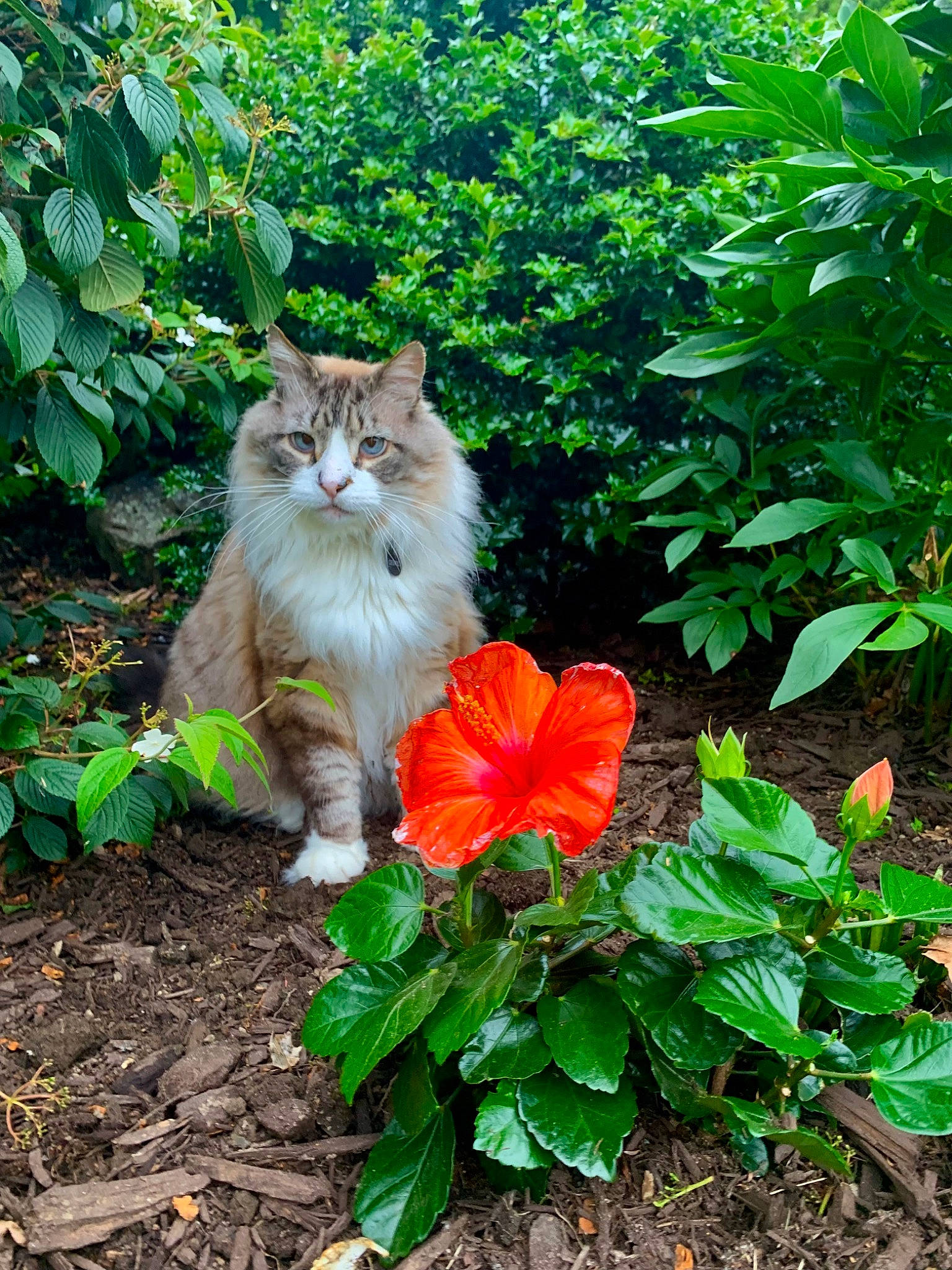 Cedric is registered to the contest to win money with this photo: annual_plant, botany, carnivore, cat, fawn, felidae, flower, grass, groundcover, leaf, petal, plant, shrub, small_to_medium_sized_cats, snout, tail, terrestrial_plant, tree, whiskers, wood