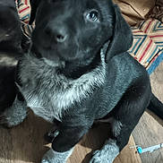 Thea is registered to the contest to win money with this photo: puppy, dog, black_dog, white_paws, speckled_paws, indoor, wooden_floor, cute, pet, young_dog, sitting, close_up, animal, domestic_animal, furry, small_dog, looking_up, flooring, patterned_cushion, household