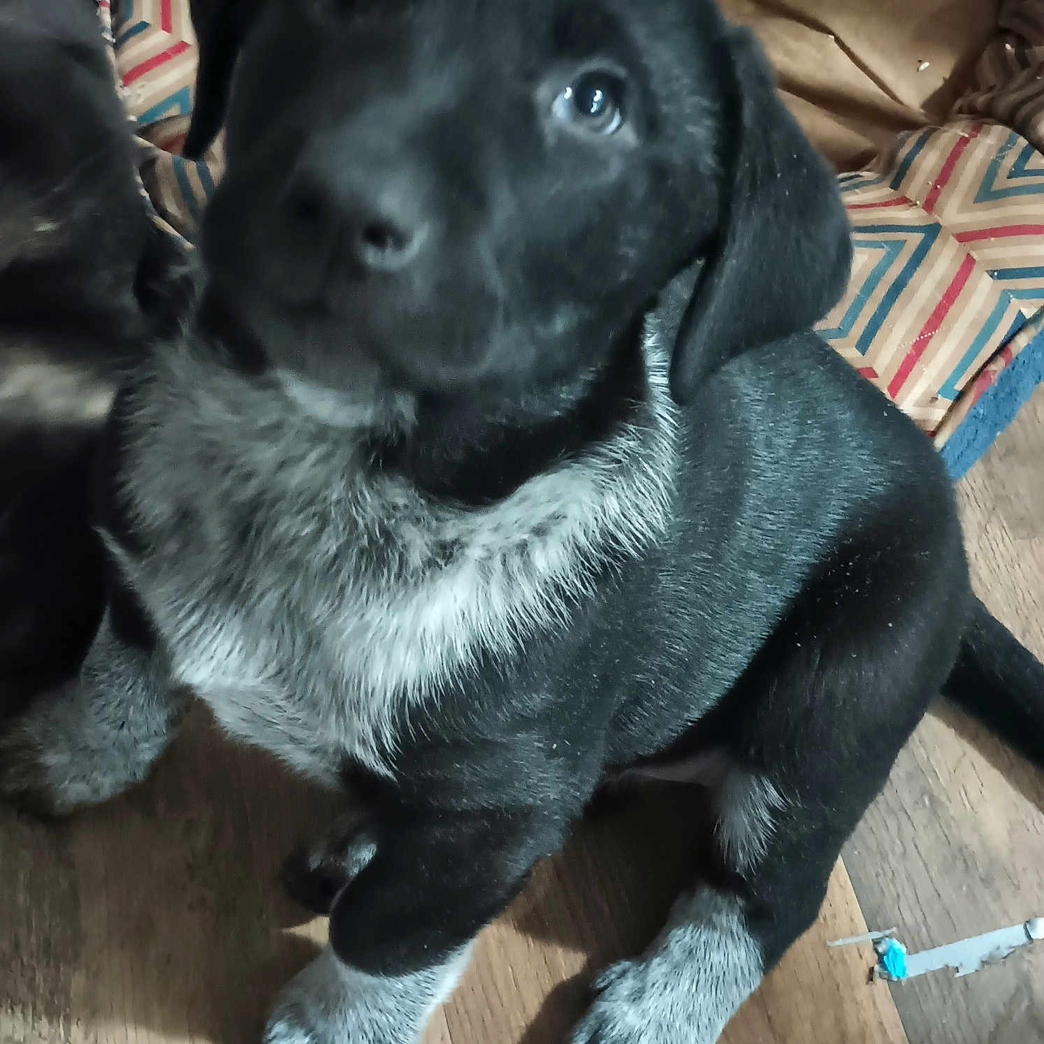 Thea is registered to the contest to win money with this photo: animal, black_dog, close_up, cute, dog, domestic_animal, flooring, furry, household, indoor, looking_up, patterned_cushion, pet, puppy, sitting, small_dog, speckled_paws, white_paws, wooden_floor, young_dog