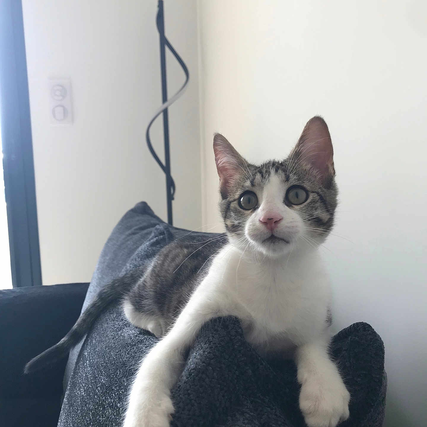 Goku a rejoint le concours — aidez-le/la à gagner de superbes lots ! abyssinian, animal, architecture, armchair, blanket, building, cat, chair, couch, cushion, furniture, homedecor, indoors, kitten, linen, livingroom, manx, pet, room, siamese