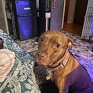 Hennessy joined the competition — help win amazing prizes! dog, brown_dog, indoor, floor, blanket, patterned_blanket, collar, tag, fridge, door, floor_tiles, pet, animal, looking_up, sitting, home, cozy, lighting, purple_light, clutter