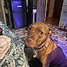 dog, brown_dog, indoor, floor, blanket, patterned_blanket, collar, tag, fridge, door, floor_tiles, pet, animal, looking_up, sitting, home, cozy, lighting, purple_light, clutter