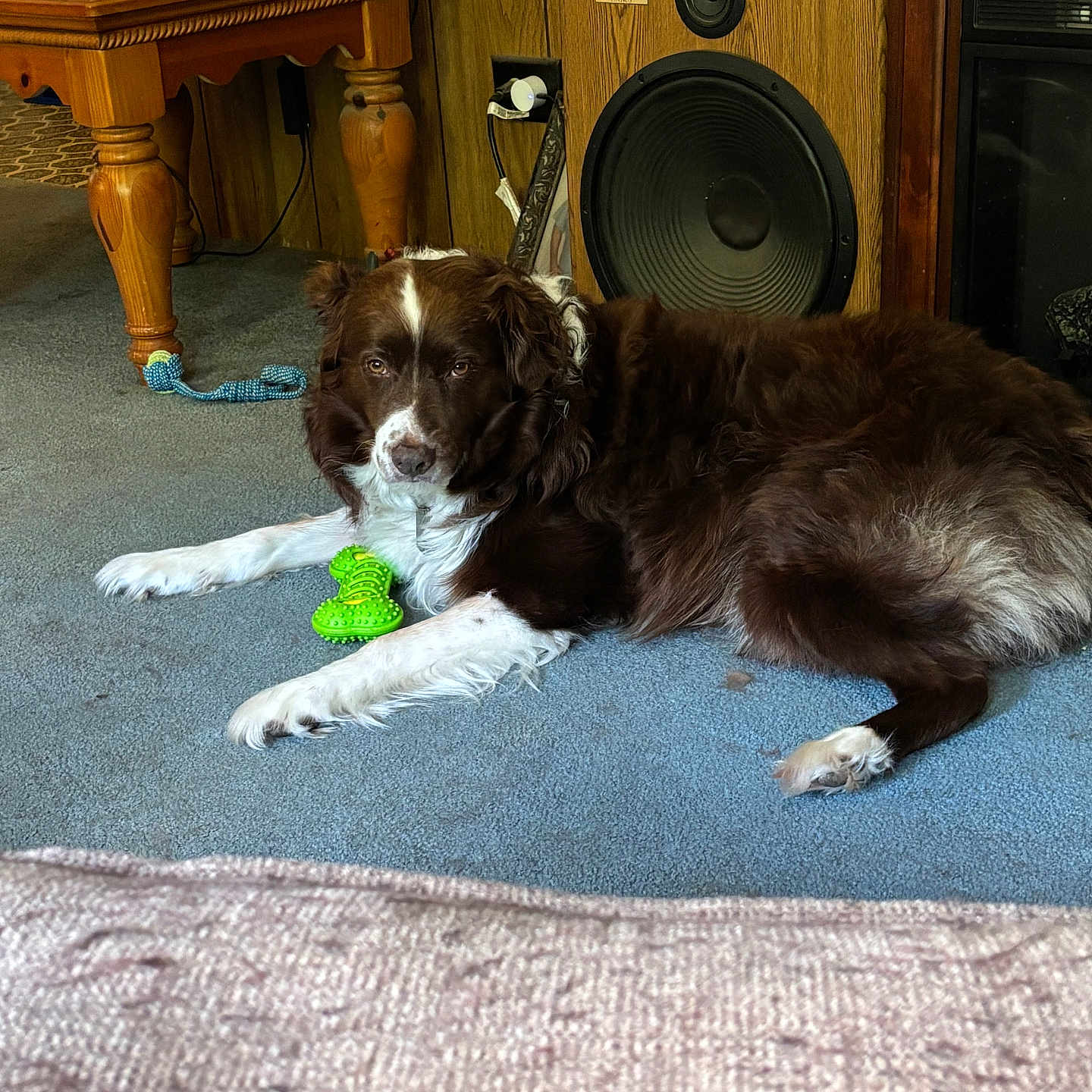 Mokie joined the competition — help win amazing prizes! dog, carpet, toy, green_toy, wooden_table, speaker, cabinet, indoor, brown_dog, white_dog, pet, furniture, living_room, relaxed, laying_down, floor, cozy, household_items, calm, domestic