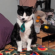 Zorro is registered to the contest to win money with this photo: animal, bed, bedroom, black_and_white, blanket, bottles, cat, clutter, ears, electronics, eyes, formalwear, furniture, indoor, nose, pet, sitting, tie, tuxedo_cat, whiskers