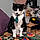 Zorro