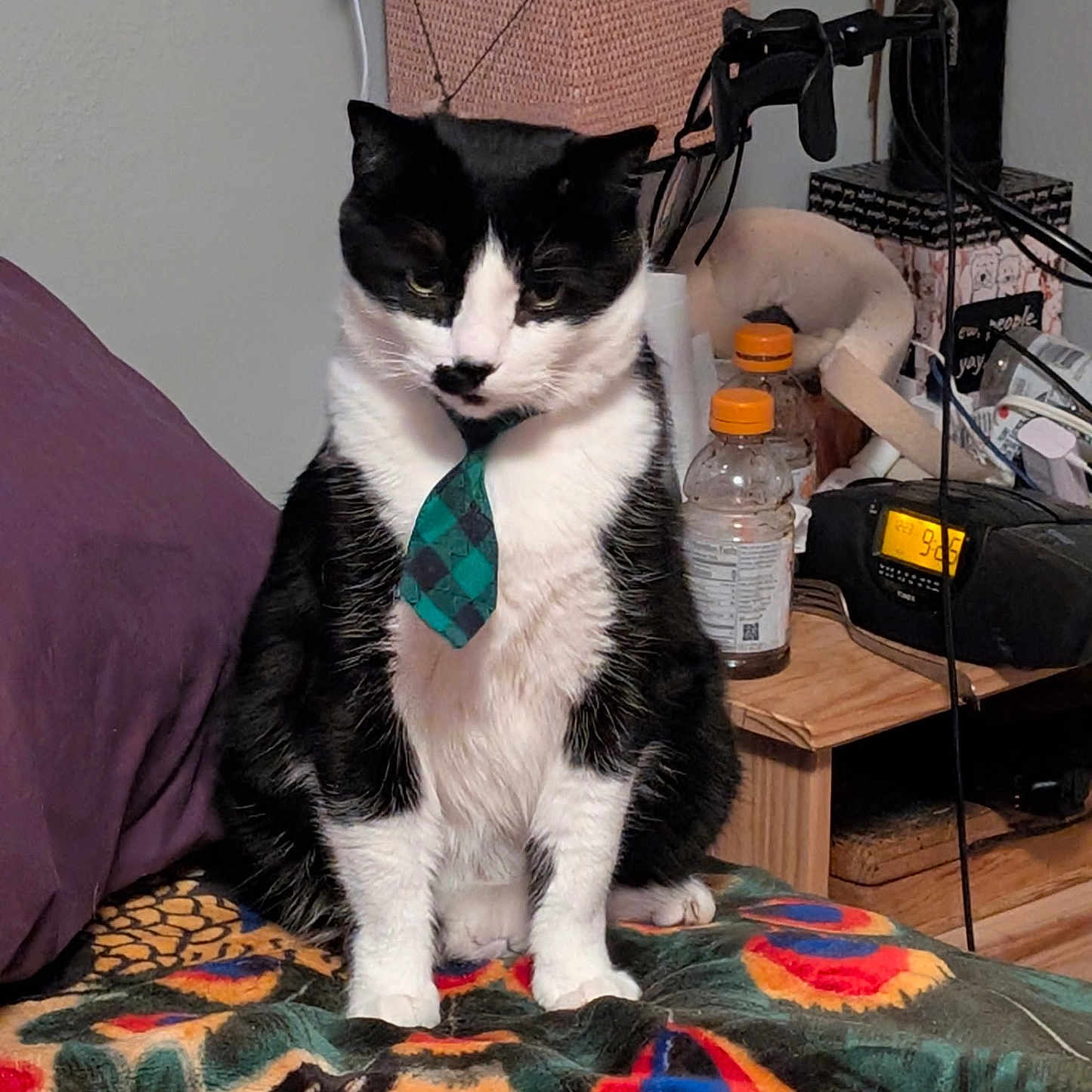 Zorro