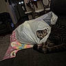 Lilly is registered to the contest to win money with this photo: animal, blanket, cat, chairs, couch, dining_area, eyes, face, funny, fur, home, indoor, living_room, pet, plastic_bag, portrait, relaxing, striped_fur, tabby_cat, whiskers