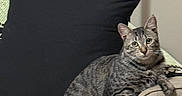 Lilly joined the competition — help win amazing prizes! animal, armchair, blanket, cat, chair, cushion, ears, gray_cat, home, indoor, living_room, looking_at_camera, pet, pillow, portrait, sitting, striped_fur, tabby, tail, whiskers