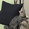 animal, armchair, blanket, cat, chair, cushion, ears, gray_cat, home, indoor, living_room, looking_at_camera, pet, pillow, portrait, sitting, striped_fur, tabby, tail, whiskers