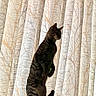 Lilly joined the competition — help win amazing prizes! alert, cabinet, cat, curtains, ears, furniture, home, indoors, natural_light, portrait, side_profile, standing, striped_fur, tabby_cat, tail, upright, vertical_photo, whiskers, window, window_watching