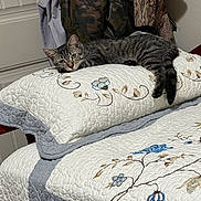 Lilly joined the competition — help win amazing prizes! animal, bed, bedroom, blanket, camouflage_clothing, cat, feline, floral_pattern, hanging_clothes, home, indoor, lying_down, pet, portrait, quilt, relaxed, striped_fur, tabby_cat, tail, whiskers
