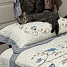 animal, bed, bedroom, blanket, camouflage_clothing, cat, feline, floral_pattern, hanging_clothes, home, indoor, lying_down, pet, portrait, quilt, relaxed, striped_fur, tabby_cat, tail, whiskers