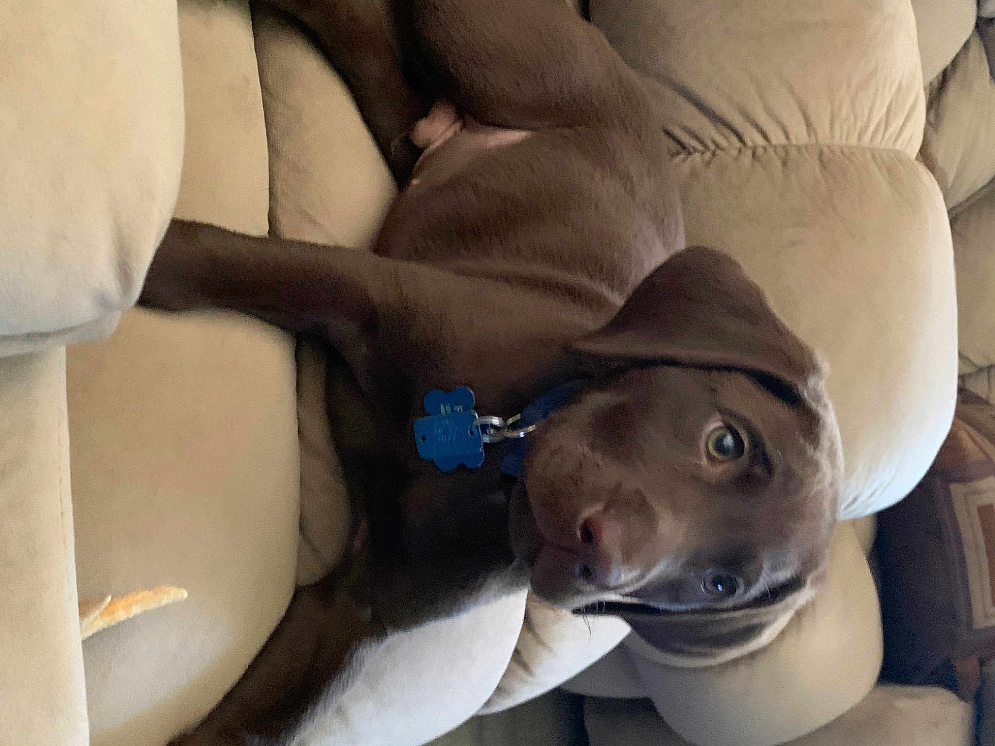Ruger