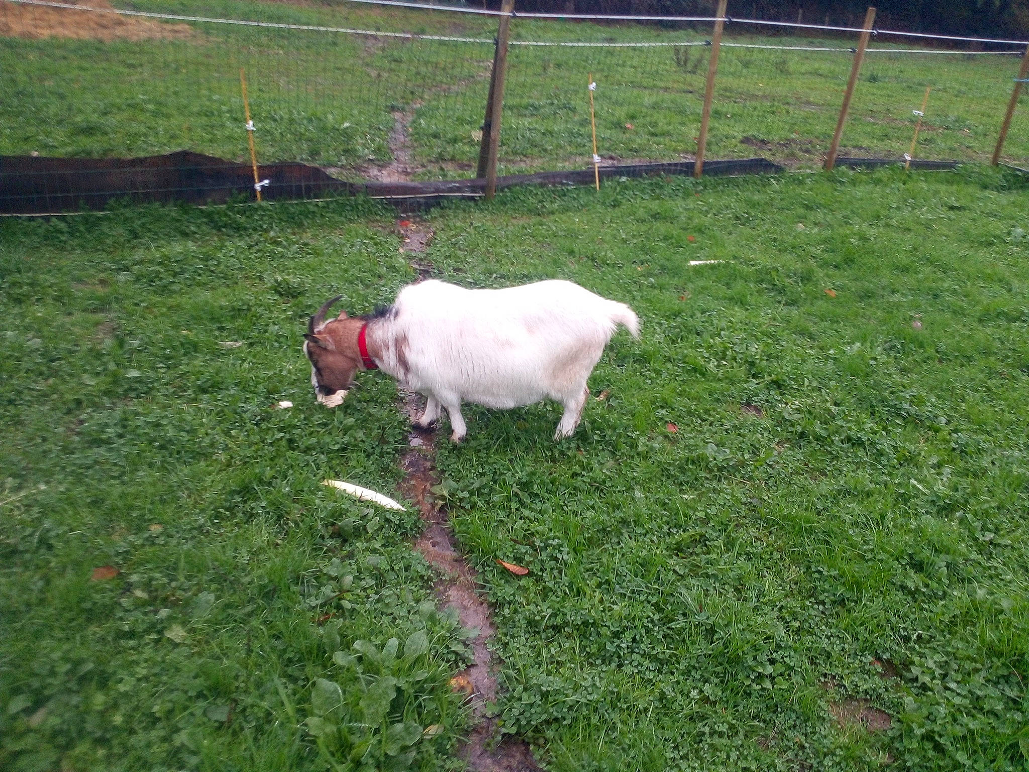 Vanille a rejoint le concours — aidez-le/la à gagner de superbes lots ! canidae, cow_goat_family, dog_breed, fawn, goat, goats, grass, grazing, livestock, mammal, meadow, pasture, plant, vertebrate