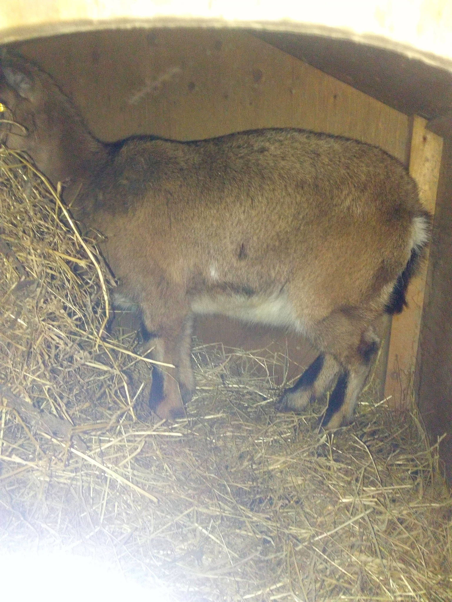 Espoir participe au concours pour gagner de l'argent avec cette photo : fawn