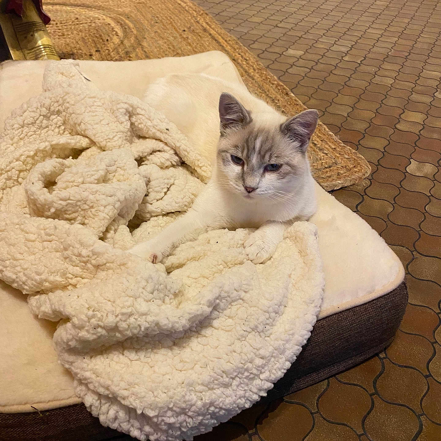 Terreur participe au concours pour gagner de l'argent avec cette photo : animal, blanket, cat, comfort, cozy, cream_color, cute, feline, floor, fur, household, indoor, pet_bed, quiet, relaxed, resting, sleepy, soft_texture, tile_floor, woven_rug