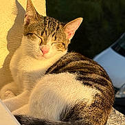 Chanel a rejoint le concours — aidez-le/la à gagner de superbes lots ! animal, balcony, cat, closeup, daylight, feline, fur, nature, outdoor, pet, pink_nose, relaxed, resting, shadow, sleeping, sunlight, tabby, tail, whiskers, white_fur