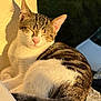 animal, balcony, cat, closeup, daylight, feline, fur, nature, outdoor, pet, pink_nose, relaxed, resting, shadow, sleeping, sunlight, tabby, tail, whiskers, white_fur