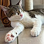 Chanel participe au concours pour gagner de l'argent avec cette photo : animal, cat, closeup, ears, floor, fur, furniture, indoor, nose, paw, pet, pink_paw_pads, relaxed, resting, scratching_post, sleeping, tabby, tile, whiskers, wood