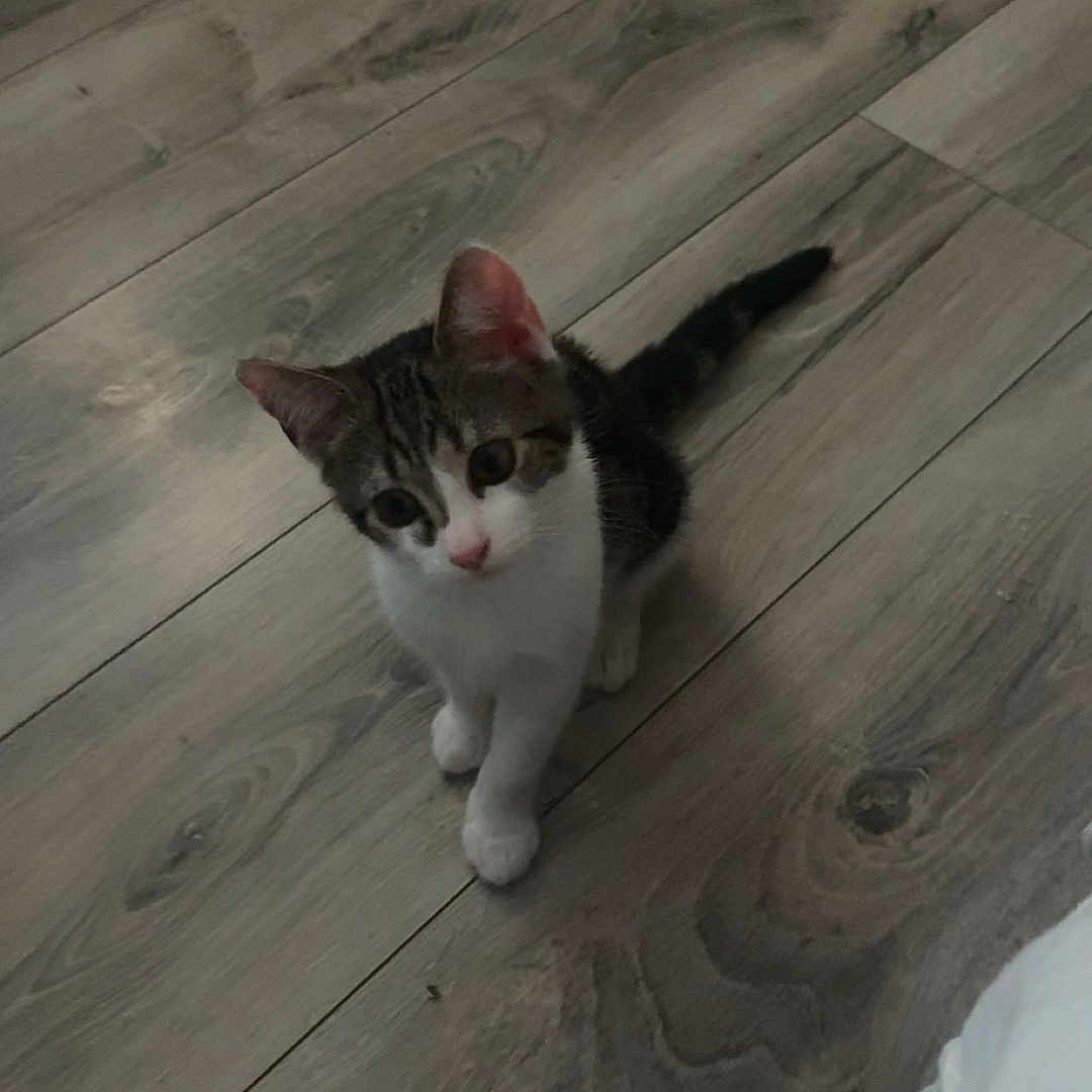 Chanel participe au concours pour gagner de l'argent avec cette photo : animal, cat, curious, cute, domestic, ears, feline, floor, fur, home, indoor, kitten, looking_up, pet, sitting, small, tail, whiskers, wooden_floor, young