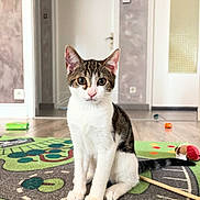 Chanel participe au concours pour gagner de l'argent avec cette photo : cat, tabby_cat, indoor, play_mat, toy, floor, curious, sitting, pet, animal, domestic, whiskers, ears, eyes, tail, home, door, carpet, wood_floor, cute