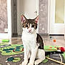 cat, tabby_cat, indoor, play_mat, toy, floor, curious, sitting, pet, animal, domestic, whiskers, ears, eyes, tail, home, door, carpet, wood_floor, cute