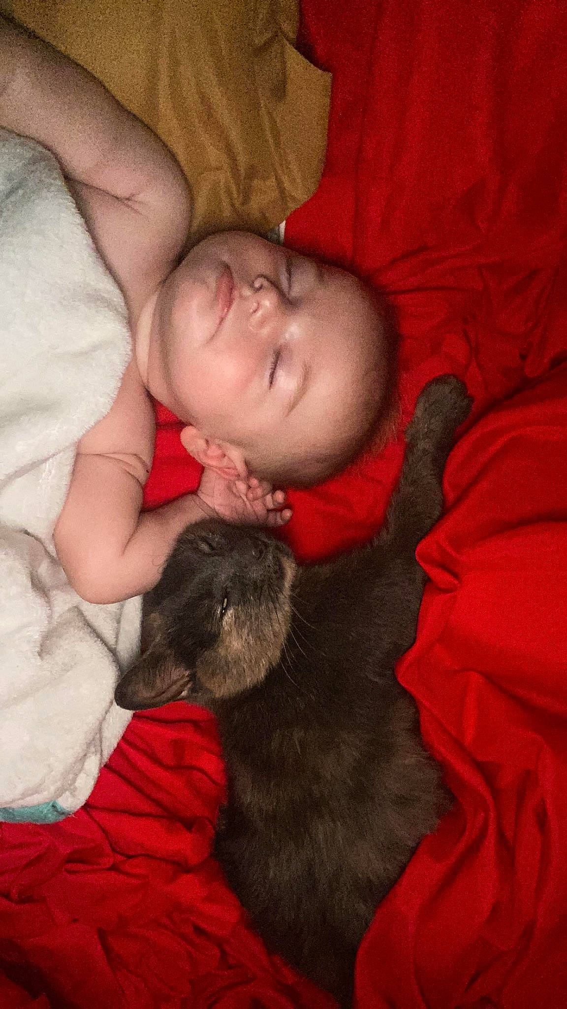 Mercedes is registered to the contest to win money with this photo: baby, bedtime, carmine, child, comfort, ear, eye, finger, flesh, fun, fur, gesture, linens, nap, person, room, sleep, toddler