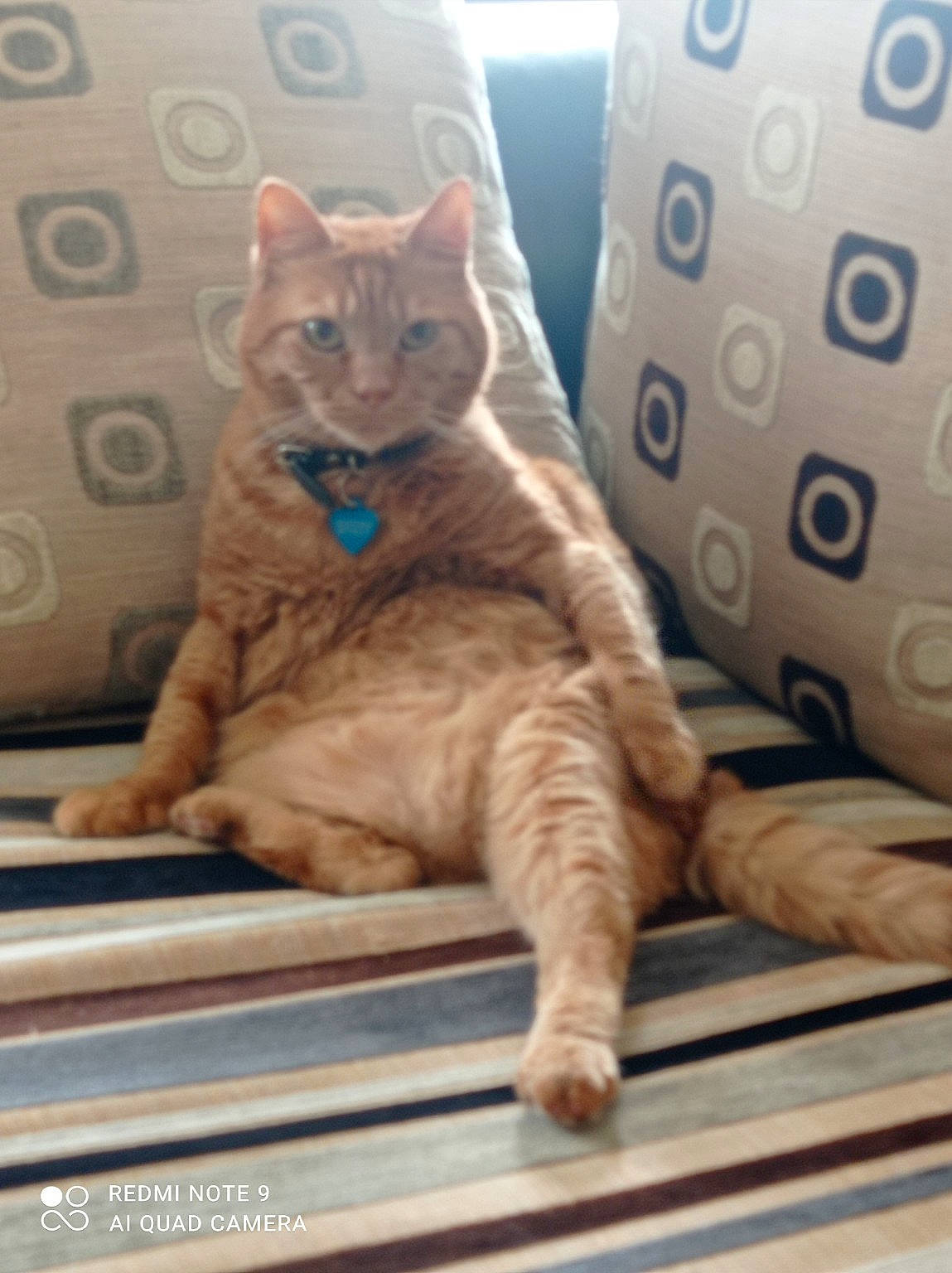 Potter a rejoint le concours — aidez-le/la à gagner de superbes lots ! carnivore, cat, cat_supply, claw, comfort, domestic_short_haired_cat, fawn, felidae, fur, pattern, paw, pet_supply, sitting, small_to_medium_sized_cats, snout, tail, whiskers, wood