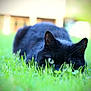 black_cat, cat, green_eyes, grass, outdoor, animal, pet, nature, close_up, stealthy, feline, mammal, green, blurred_background, wildlife, cute, fur, whiskers, alert, predator