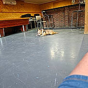 Univers participe au concours pour gagner de l'argent avec cette photo : dog, indoor, floor, chair, bar_counter, brick_wall, wooden_wall, scratched_floor, relaxed, pet, furniture, casual, room, concrete_floor, lighting, human_leg, denim_shorts, harness, empty_room, resting