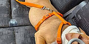 Univers participe au concours pour gagner de l'argent avec cette photo : dog, car_interior, dog_harness, orange_harness, seat, car_seat, leash, sleeping, resting, pet, animal, brown_dog, white_markings, handbag, purse, gray_handbag, upholstery, seatbelt, vehicle, compact_space