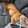 dog, car_interior, dog_harness, orange_harness, seat, car_seat, leash, sleeping, resting, pet, animal, brown_dog, white_markings, handbag, purse, gray_handbag, upholstery, seatbelt, vehicle, compact_space
