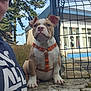 Univers a rejoint le concours — aidez-le/la à gagner de superbes lots ! puppy, dog, orange_harness, person, hoodie, tree, fence, building, outdoor, sky, stone_ledge, pet, animal, young_dog, brown_and_white, sitting, close_up, daylight, casual, portrait