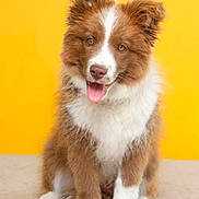 Aria a rejoint le concours — aidez-le/la à gagner de superbes lots ! puppy, dog, brown, white, fluffy, tongue_out, ears_up, sitting, cute, pet, animal, studio, yellow_background, portrait, happy, young_dog, furry, canine, friendly, playful