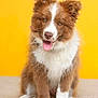 puppy, dog, brown, white, fluffy, tongue_out, ears_up, sitting, cute, pet, animal, studio, yellow_background, portrait, happy, young_dog, furry, canine, friendly, playful