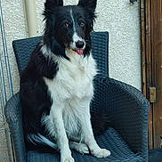 Nestea a rejoint le concours — aidez-le/la à gagner de superbes lots ! dog, border_collie, black_and_white, sitting, chair, outdoor, pet, tongue_out, furry, canine, animal, relaxed, wooden_door, wicker_chair, wall, paw, ears_up, looking_at_camera, fur, domestic_animal