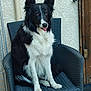 animal, black_and_white, border_collie, canine, chair, dog, domestic_animal, ears_up, fur, furry, looking_at_camera, outdoor, paw, pet, relaxed, sitting, tongue_out, wall, wicker_chair, wooden_door