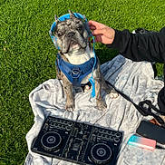 Dodger joined the competition — help win amazing prizes! dog, headphones, dj_controller, grass, blanket, hand, outdoor, pet, blue, leash, technology, music, animal, canine, summer, sunlight, casual, playful, relaxation, park