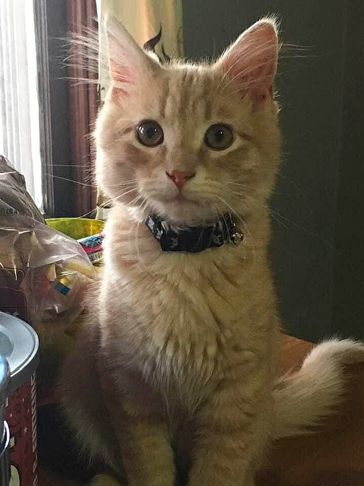 Bubba joined the competition — help win amazing prizes! carnivore, cat, claw, curtain, domestic_short_haired_cat, fawn, felidae, fur, iris, small_to_medium_sized_cats, snout, terrestrial_animal, whiskers, window