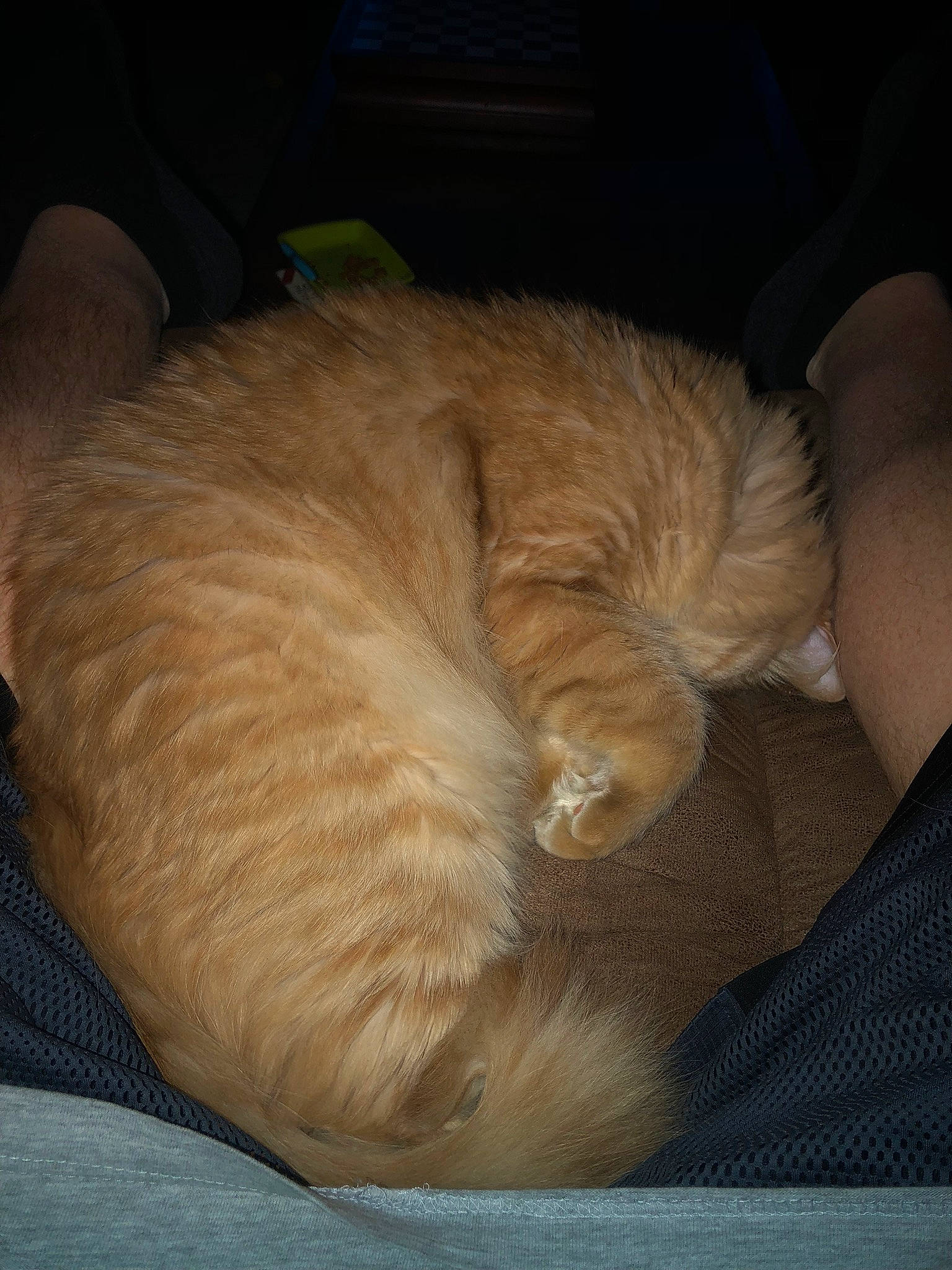 Bubba is registered to the contest to win money with this photo: carnivore, cat, cat_bed, claw, comfort, eye, fawn, felidae, fur, nap, paw, sleep, small_to_medium_sized_cats, tail, whiskers