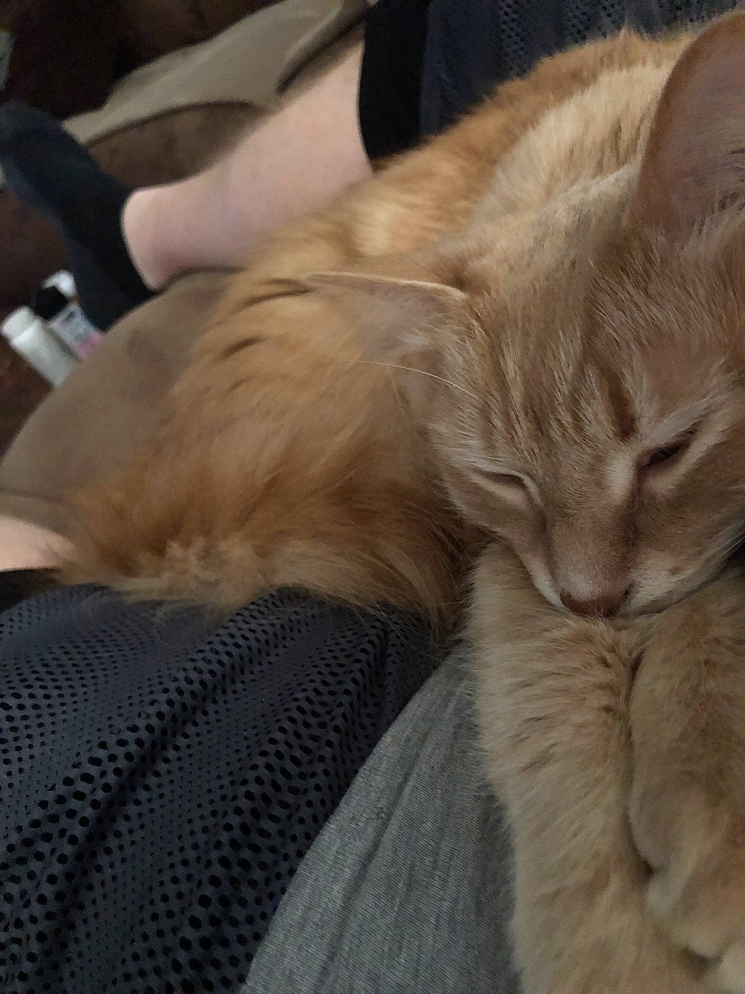 Bubba is registered to the contest to win money with this photo: carnivore, cat, claw, comfort, domestic_short_haired_cat, fawn, felidae, fur, nap, paw, sleep, small_to_medium_sized_cats, snout, tail, whiskers