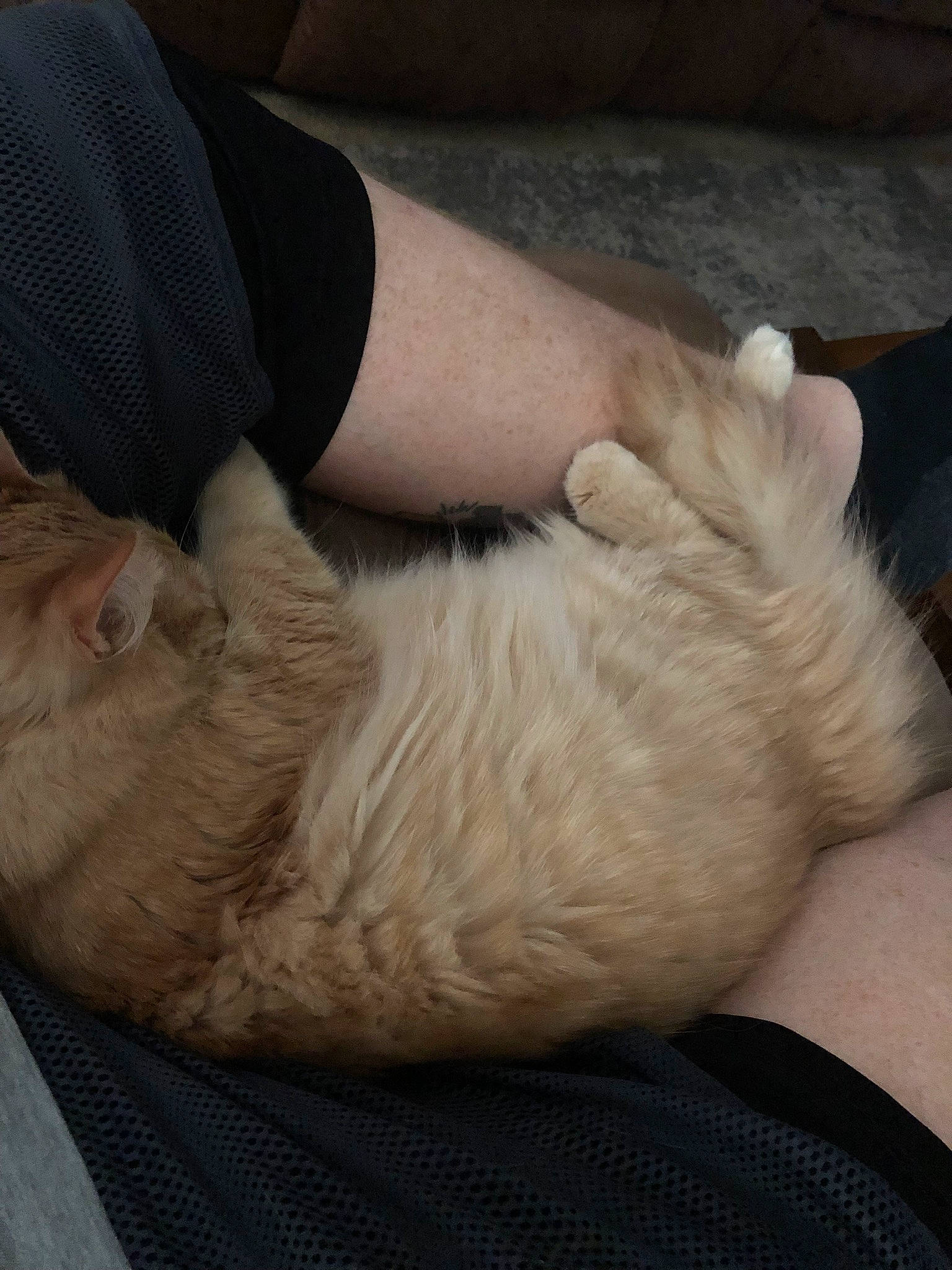 Bubba is registered to the contest to win money with this photo: carnivore, cat, claw, comfort, companion_dog, dog_breed, fawn, felidae, finger, foot, fur, gesture, human_leg, lap, nail, paw, small_to_medium_sized_cats, tail, whiskers, wrist