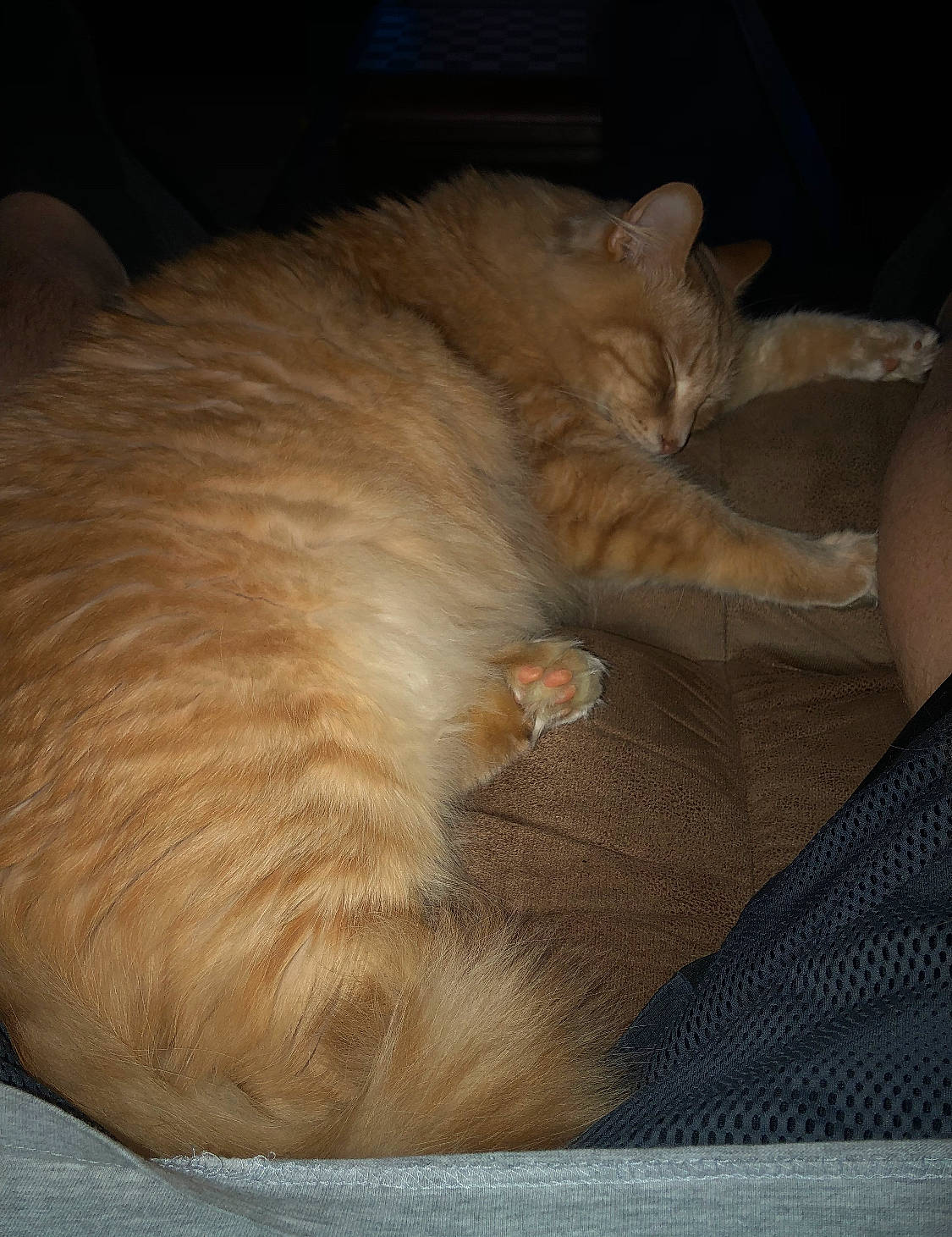 Bubba is registered to the contest to win money with this photo: carnivore, cat, claw, comfort, domestic_short_haired_cat, fawn, felidae, fur, nap, paw, sleep, small_to_medium_sized_cats, snout, tail, terrestrial_animal, whiskers