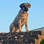 dog, animal, outdoor, sunset, sky, stone, ledge, pet, canine, collar, brown, sitting, nature, serious, majestic, watchful, daylight, fur, portrait, calm