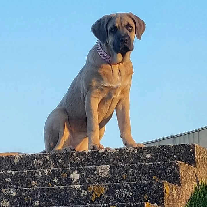 Fera participe au concours pour gagner de l'argent avec cette photo : dog, animal, outdoor, sunset, sky, stone, ledge, pet, canine, collar, brown, sitting, nature, serious, majestic, watchful, daylight, fur, portrait, calm