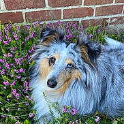 Plume a rejoint le concours — aidez-le/la à gagner de superbes lots ! dog, animal, flower, purple_flower, brick_wall, fur, heterochromia, outdoor, nature, pet, canine, portrait, grass, greenery, closeup, garden, fluffy, ears, snout, relaxed