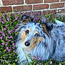 dog, animal, flower, purple_flower, brick_wall, fur, heterochromia, outdoor, nature, pet, canine, portrait, grass, greenery, closeup, garden, fluffy, ears, snout, relaxed