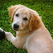Oliver joined the competition — help win amazing prizes! dog, golden_retriever, puppy, grass, outdoor, pet, animal, toy, laying_down, greenery, cute, playful, fur, canine, young, nature, mammal, companion, adorable, looking