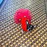 Bella Rose joined the competition — help win amazing prizes! dog, small_dog, black_and_white, red_sweater, pink_tutu, costume, dressed_pet, standing, looking_up, large_ears, short_hair, pet, animal, indoor, tiled_floor, geometric_pattern, colorful, funny, portrait, fashion