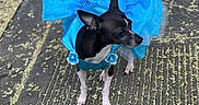 Bella Rose joined the competition — help win amazing prizes! dog, small_dog, black_and_white, blue_dress, costume, ruffles, flowers, pet, animal, outdoor, walkway, pavement, leaves, garden, portrait, standing, fashion, dressed_up, tiny, colorful